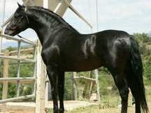 Salvatella olvan Barcelona