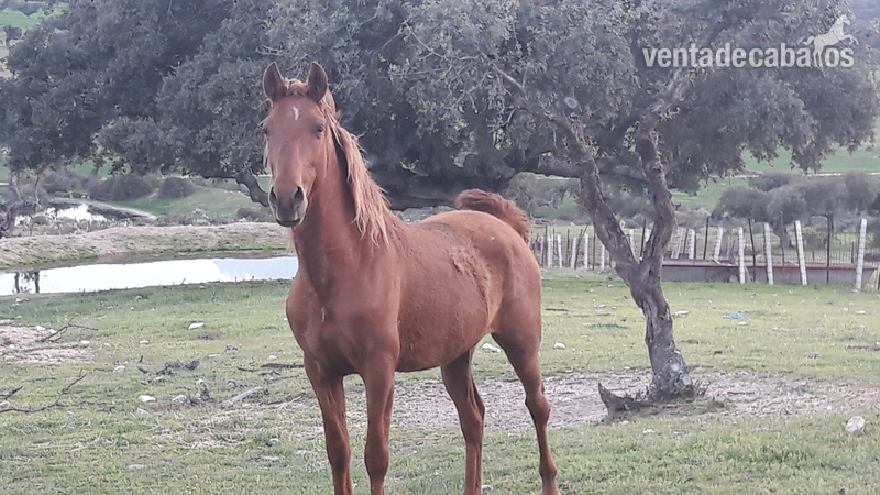 Hispano-Arabe (cruzado)
