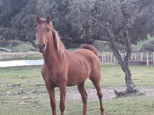 Se vende caballo domado capa alazan
