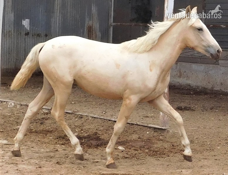 Potra PALOMINA PRE, Mayo-2018, NOMBRe: JULIETA JF in 