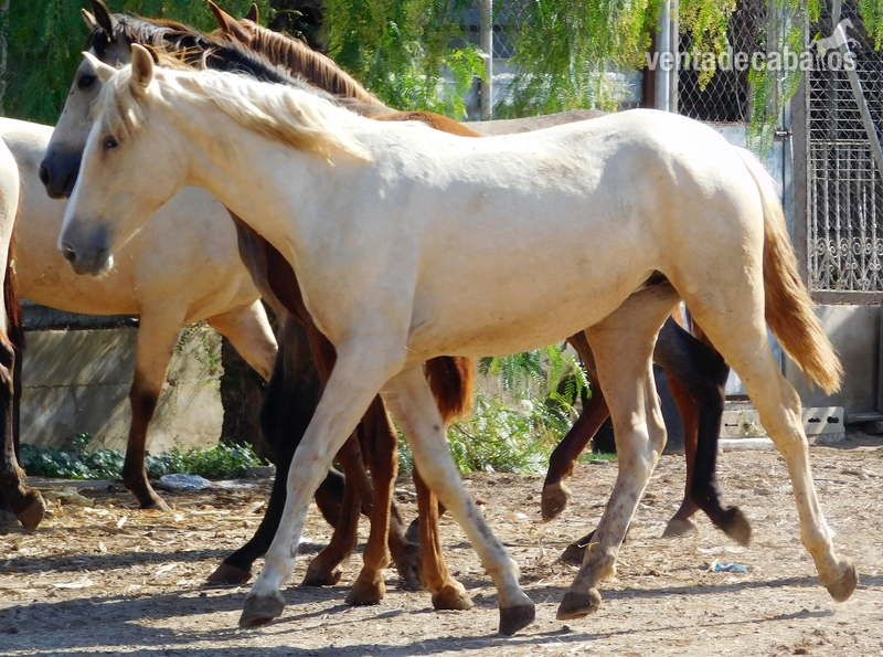 Potra PALOMINA PRE, Mayo-2018, NOMBRe: JULIETA JF - Potros in 