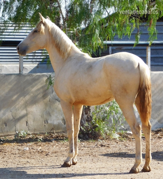 Potra PALOMINA PRE, Mayo-2018, NOMBRe: JULIETA JF - Potros