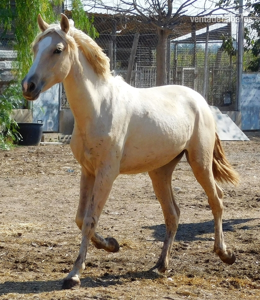 Potra PALOMINA PRE, Mayo-2018, NOMBRe: JULIETA JF 