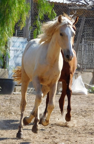 Potros - Potra PALOMINA PRE, Mayo-2018, NOMBRe: JULIETA JF in 