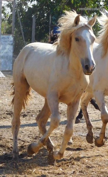 Potros - Potra PALOMINA PRE, Mayo-2018, NOMBRe: JULIETA JF