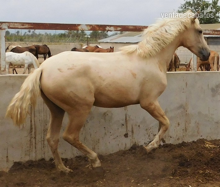 Pura Raza Española