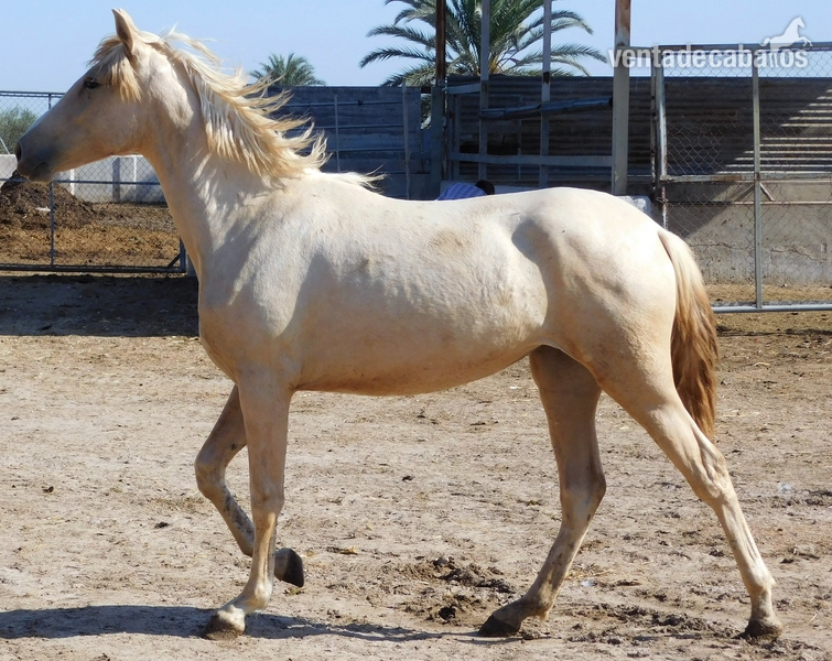 Potra PALOMINA PRE, Mayo-2018, NOMBRe: JULIETA JF - Potros