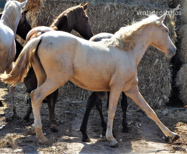 Potra PALOMINA PRE, Mayo-2018, NOMBRe: JULIETA JF