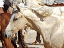 Potra PALOMINA PRE, Mayo-2018, NOMBRe: JULIETA JF