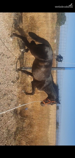 Caballos Pura Raza Española (P.R.E.) Pura Raza Española - Potro Bayo PRE