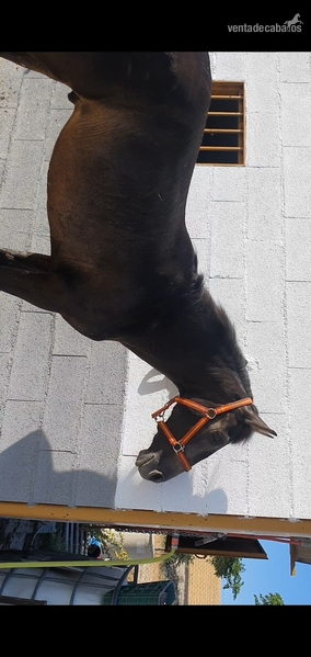 Potro Bayo PRE - Caballos Pura Raza Española (P.R.E.) Pura Raza Española