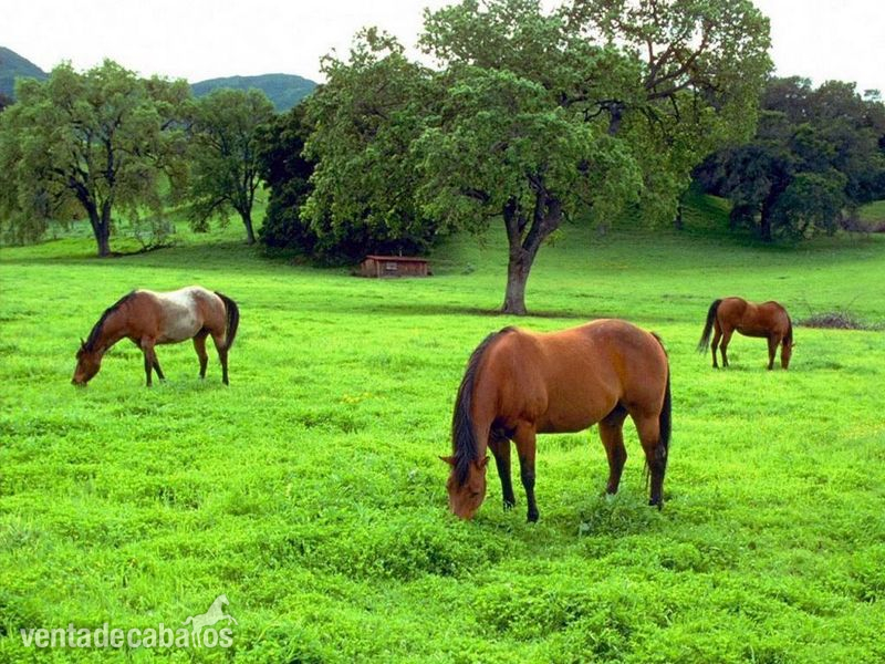 Venta de finca exclusiva. in Arenys