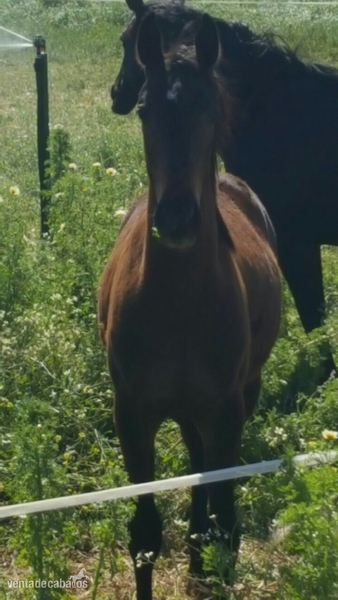 Oldemburgo en venta!!! in 