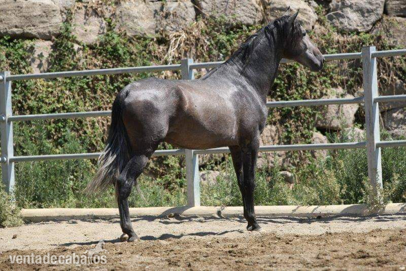VENDO CABALLO   in 