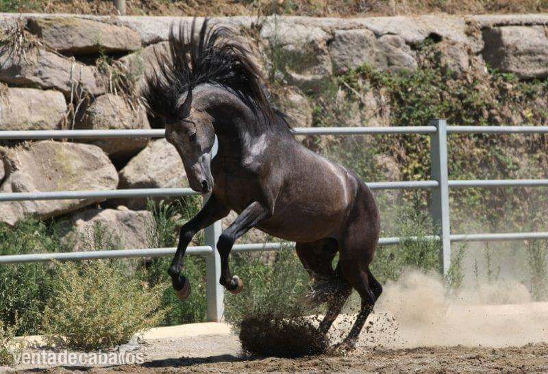 Caballos Pura Raza Española (P.R.E.) Pura Raza Española - VENDO CABALLO  