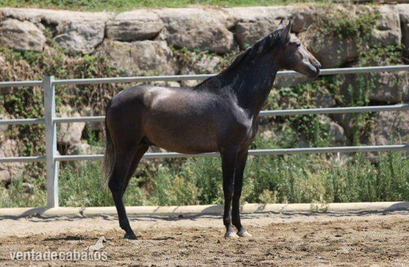 VENDO CABALLO   - Caballos Pura Raza Española (P.R.E.) Pura Raza Española