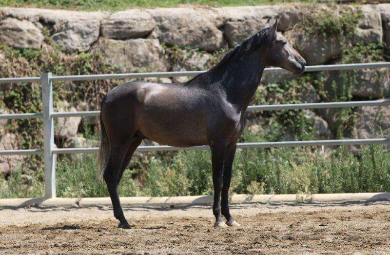 VENDO CABALLO   - Caballos Pura Raza Española (P.R.E.) Pura Raza Española