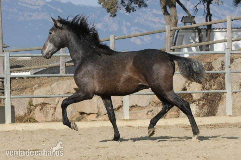 VENDO CABALLO   - Pura Raza Española