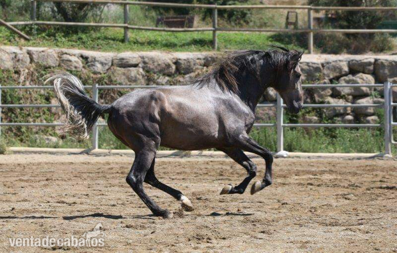 VENDO CABALLO   - Caballos Pura Raza Española (P.R.E.)