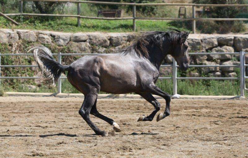 VENDO CABALLO   - Caballos Pura Raza Española (P.R.E.)