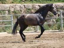 VENDO CABALLO  