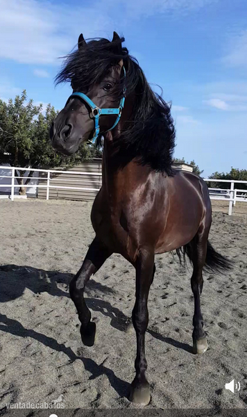 CABALLO ESPAÑOL 6 AÑOS in 