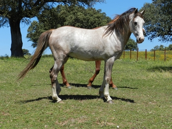 Potro Hispano-Árabe en venta