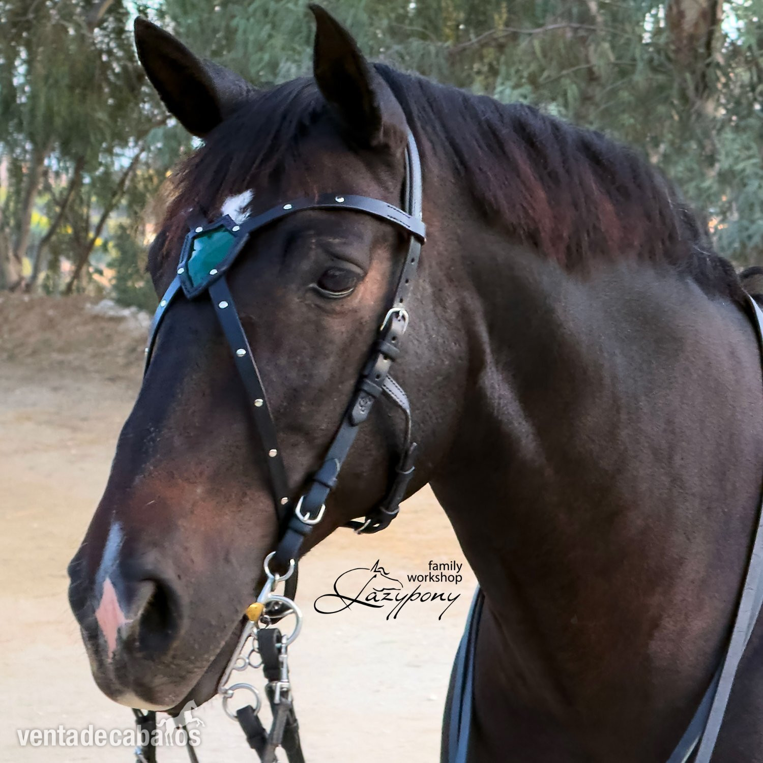 Frontalera de cuero hecha a mano Shield Lazypony en forma de X, X-browband, cross browband - Artículos de hípica in 