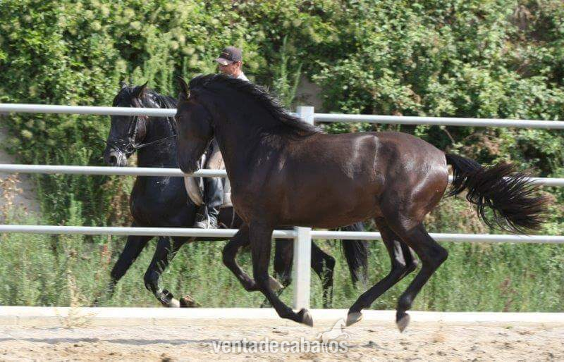 Vendo caballo  EBANO  in 