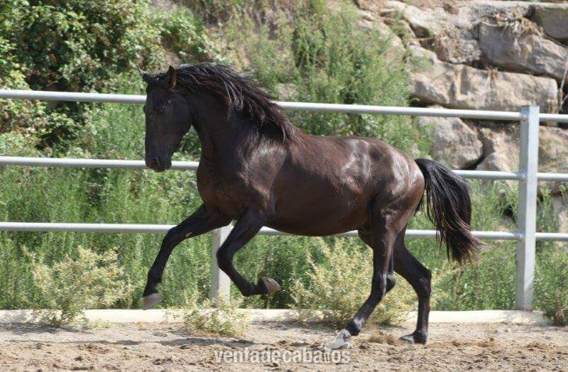 Caballos Pura Raza Española (P.R.E.) Pura Raza Española - Vendo caballo  EBANO 