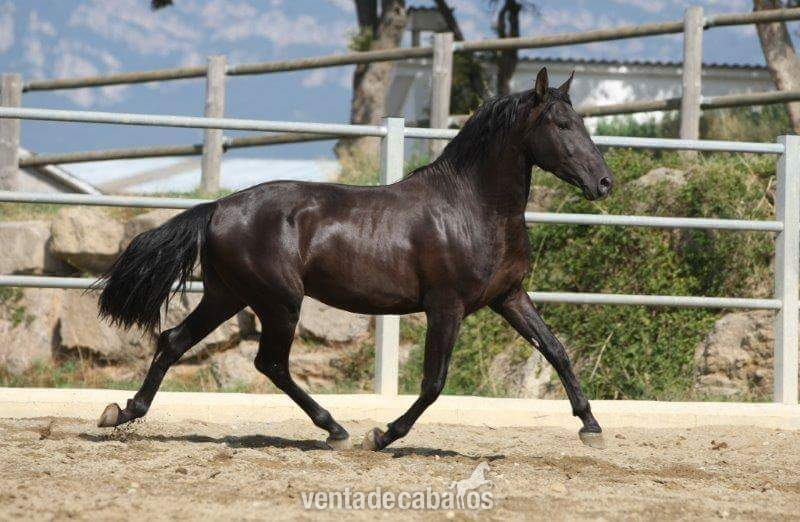 Vendo caballo  EBANO  - Caballos Pura Raza Española (P.R.E.) Pura Raza Española