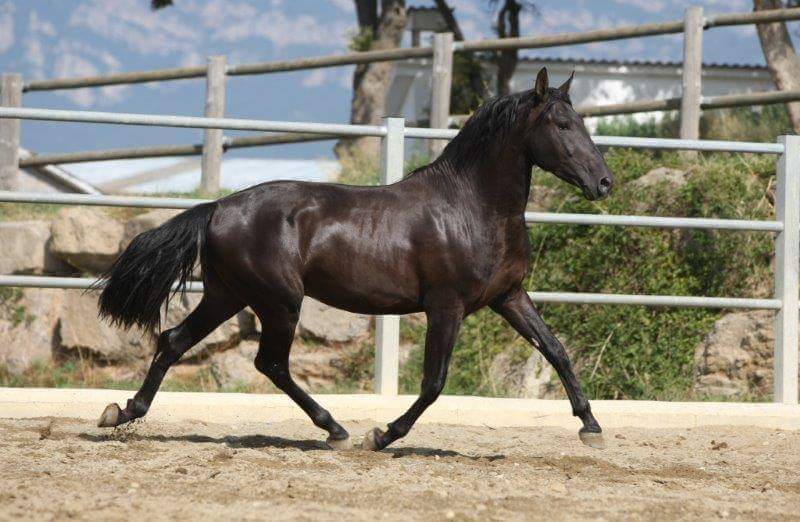 Vendo caballo  EBANO  - Caballos Pura Raza Española (P.R.E.) Pura Raza Española