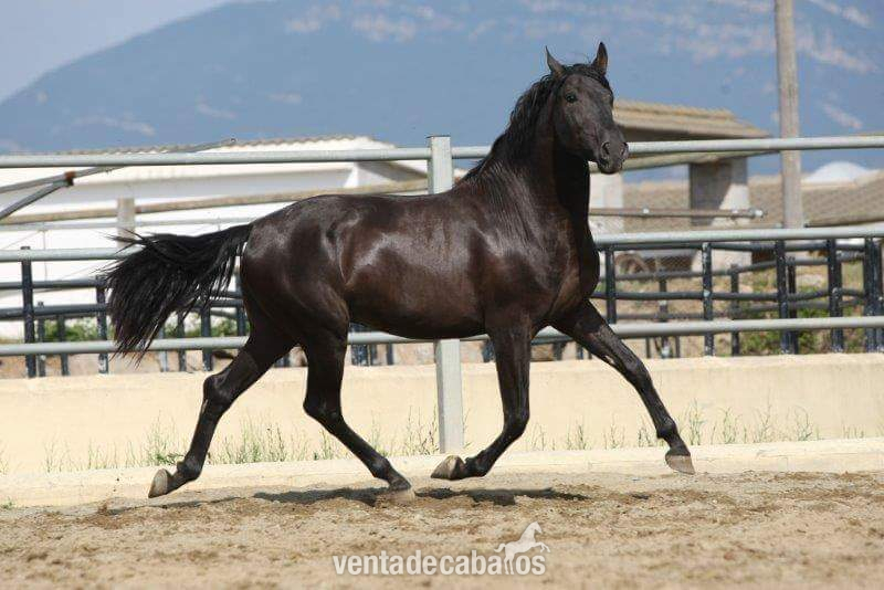 Vendo caballo  EBANO  - Pura Raza Española