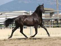 Vendo caballo  EBANO 