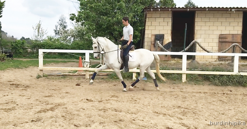Vendo precio caballo P.R.E. in 