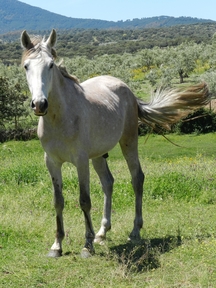 Potro Hispano-Árabe en venta