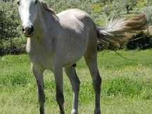 Potro Hispano-Árabe en venta