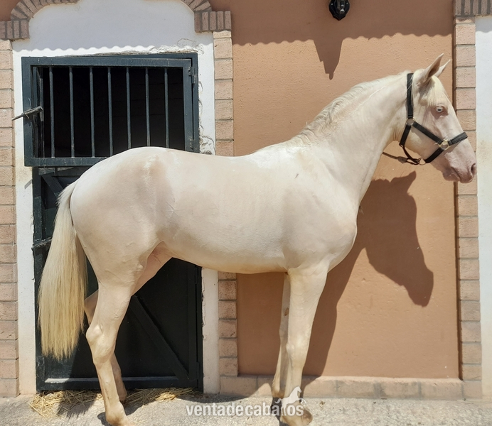 potro hispanoarabe cremello in 