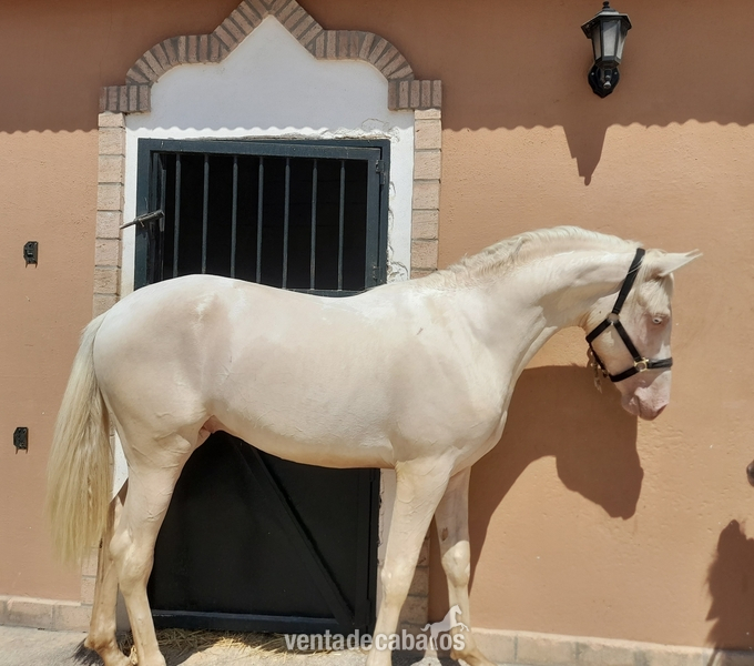 hispanoarabe {TYPE}