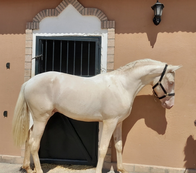 hispanoarabe {TYPE}