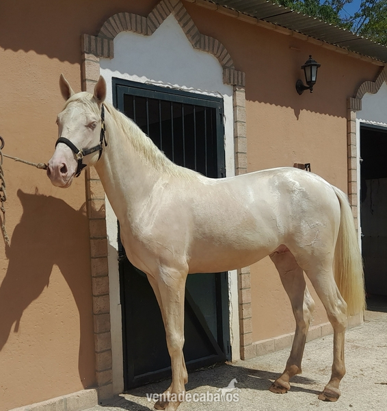 Caballo Hispano Árabe hispanoarabe - potro hispanoarabe cremello