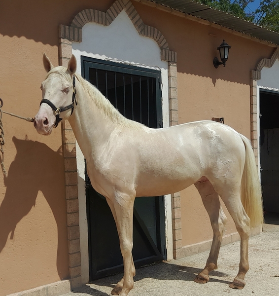 Caballo Hispano Árabe hispanoarabe - potro hispanoarabe cremello