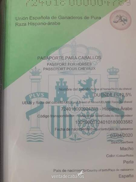 potro hispanoarabe cremello - Caballo Hispano Árabe hispanoarabe