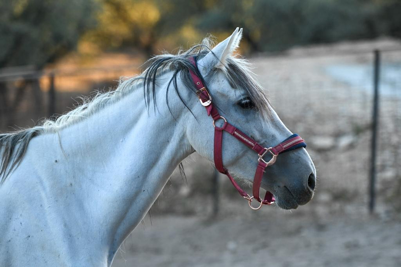  Venta  Lote de Yeguas PRE distintas edades