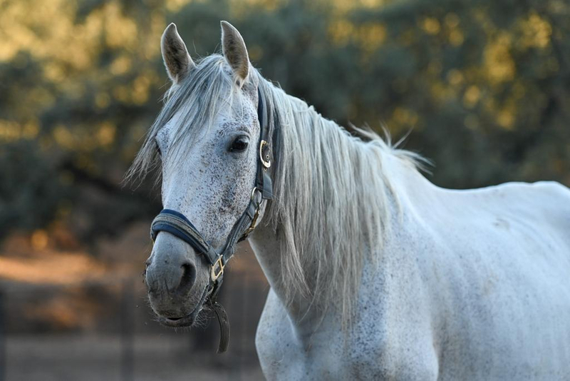 Venta  Lote de Yeguas PRE distintas edades - Caballos Pura Raza Española (P.R.E.)