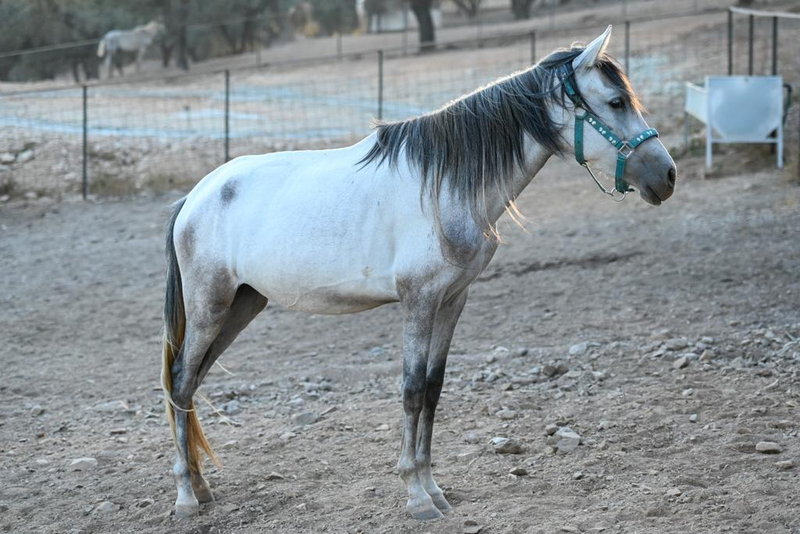 Caballos Pura Raza Española (P.R.E.) - Venta  Lote de Yeguas PRE distintas edades in 