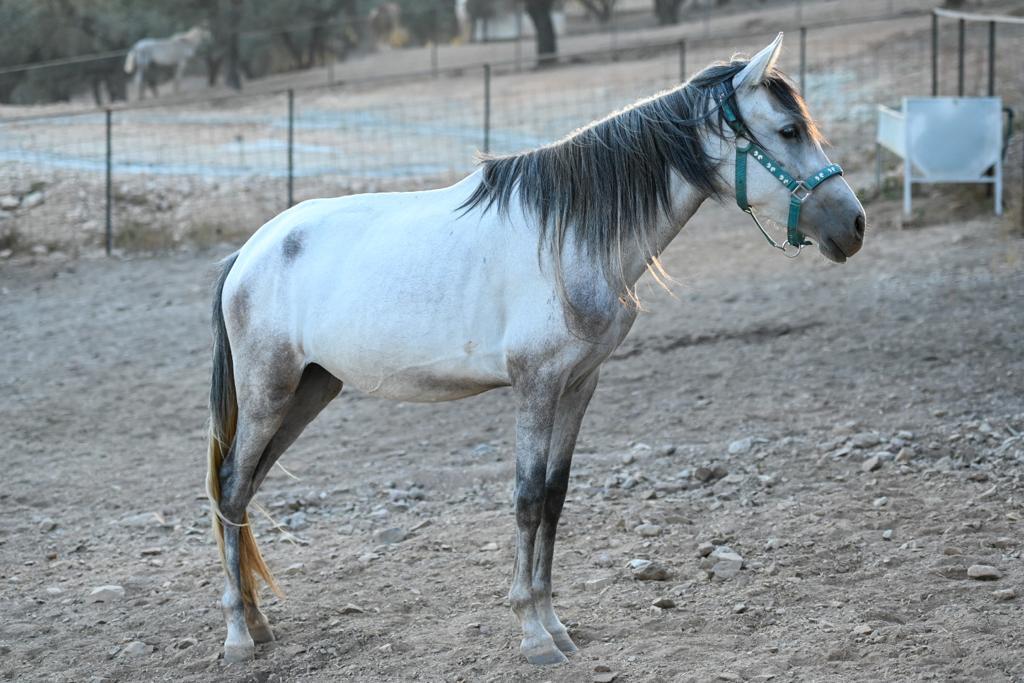Caballos Pura Raza Española (P.R.E.) - Venta  Lote de Yeguas PRE distintas edades in 