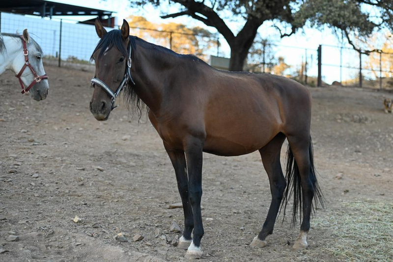 Caballos Pura Raza Española (P.R.E.) - Venta  Lote de Yeguas PRE distintas edades