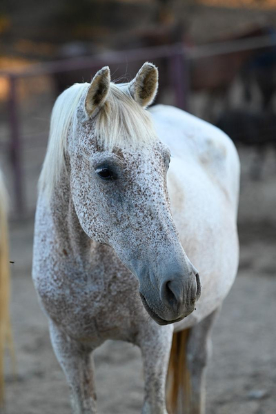 Venta  Lote de Yeguas PRE distintas edades in 