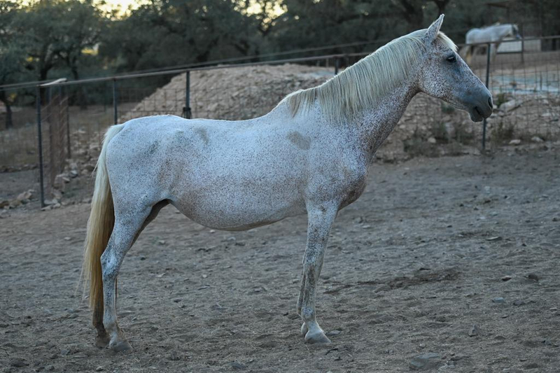 Caballos Pura Raza Española (P.R.E.) EMPTY - Venta  Lote de Yeguas PRE distintas edades